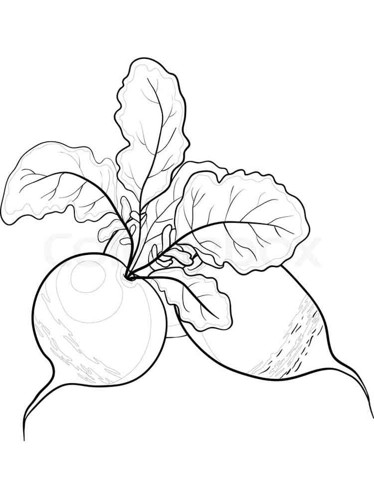 Dibujo gratuito Rábano #220987 de la coleccion Comida y Nutrición para imprimir