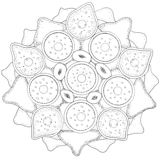 Dibujo para colorear: Mandalas de Estrellas (Mandalas) #117952 - Dibujos para Colorear e Imprimir Gratis