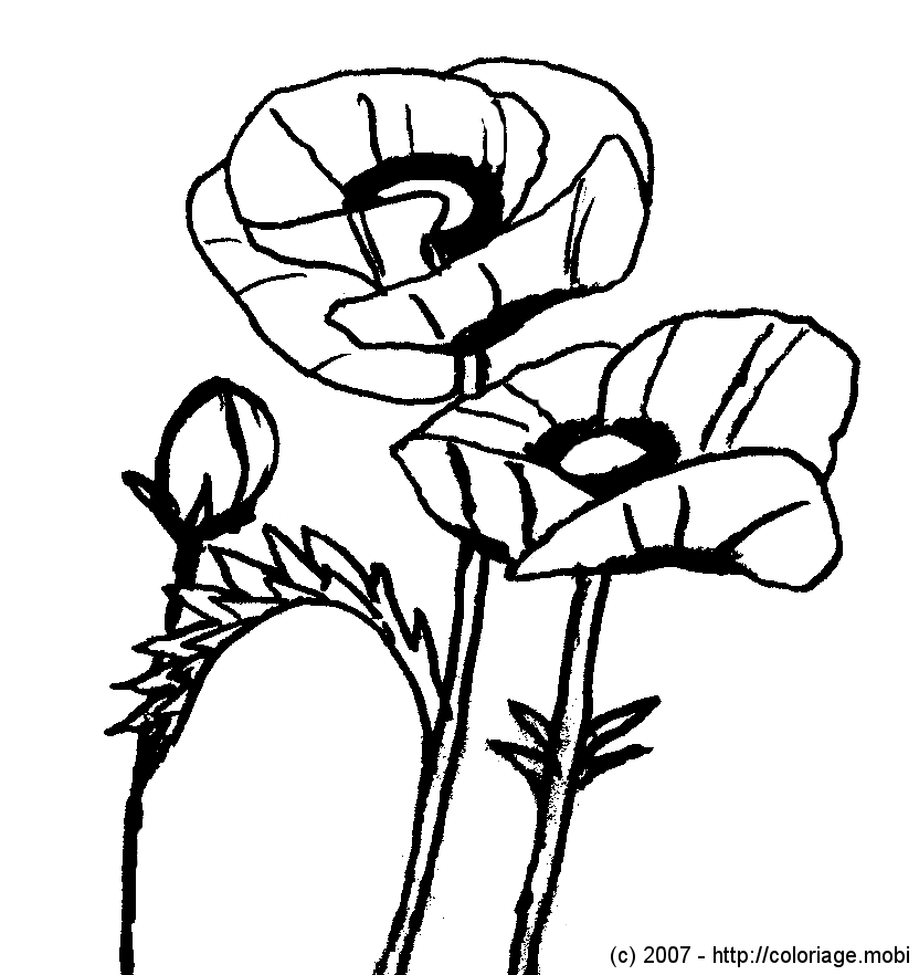 Dibujo para colorear: Amapola (Naturaleza y Estaciones) #162435 - Dibujos para Colorear e Imprimir Gratis