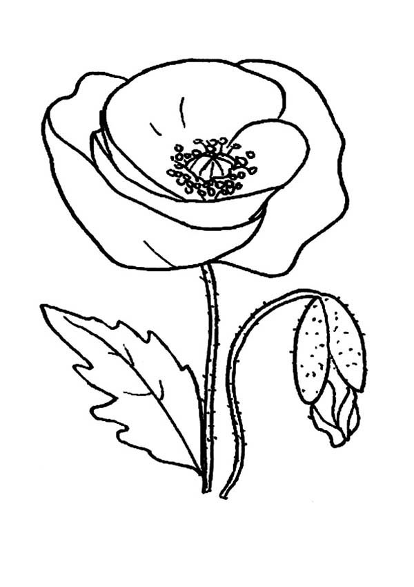 Dibujo para colorear: Amapola (Naturaleza y Estaciones) #162460 - Dibujos para Colorear e Imprimir Gratis