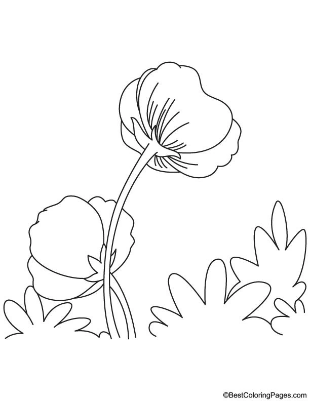 Dibujo para colorear: Amapola (Naturaleza y Estaciones) #162490 - Dibujos para Colorear e Imprimir Gratis