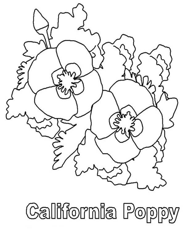 Dibujo para colorear: Amapola (Naturaleza y Estaciones) #162502 - Dibujos para Colorear e Imprimir Gratis