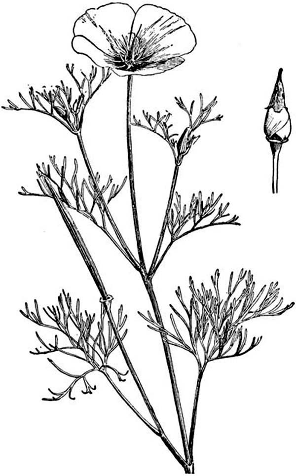 Dibujo para colorear: Amapola (Naturaleza y Estaciones) #162507 - Dibujos para Colorear e Imprimir Gratis