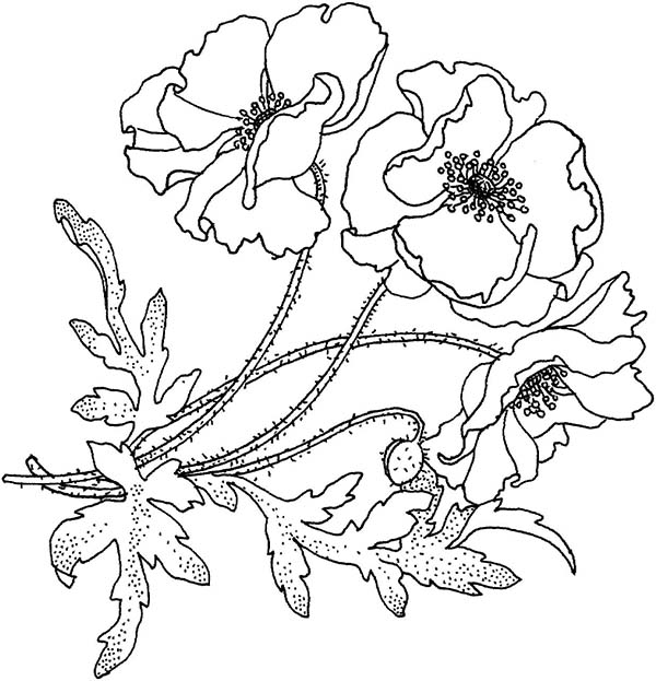 Dibujo para colorear: Amapola (Naturaleza y Estaciones) #162519 - Dibujos para Colorear e Imprimir Gratis
