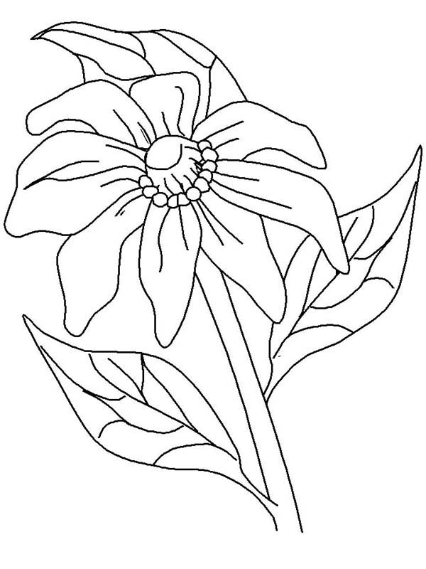 Dibujo para colorear: Amapola (Naturaleza y Estaciones) #162550 - Dibujos para Colorear e Imprimir Gratis