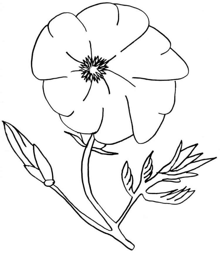 Dibujo gratuito Amapola #182361 de la coleccion Naturaleza y Estaciones para imprimir