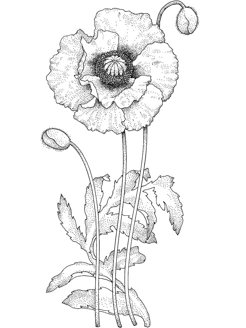 Dibujo gratuito Amapola #182369 de la coleccion Naturaleza y Estaciones para imprimir