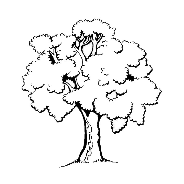 Dibujo para colorear: Árbol (Naturaleza y Estaciones) #154683 - Dibujos para Colorear e Imprimir Gratis