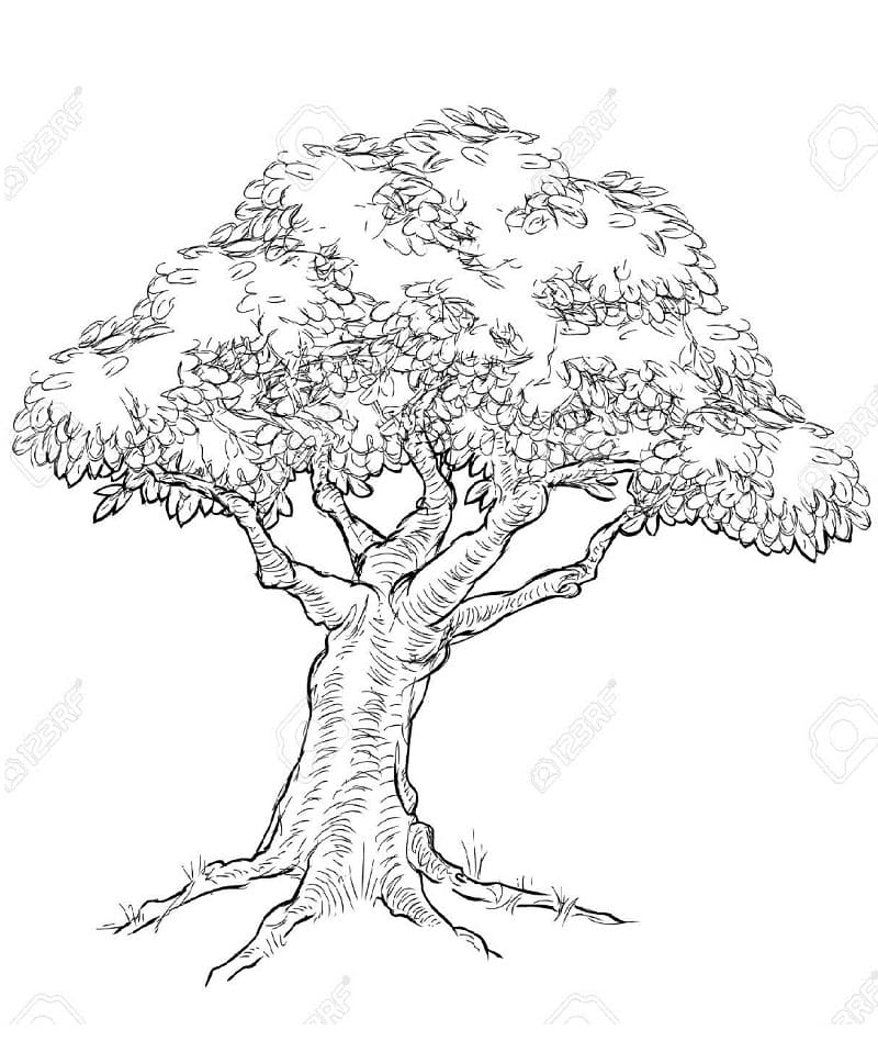 Dibujo gratuito Árbol #190436 de la coleccion Naturaleza y Estaciones para imprimir