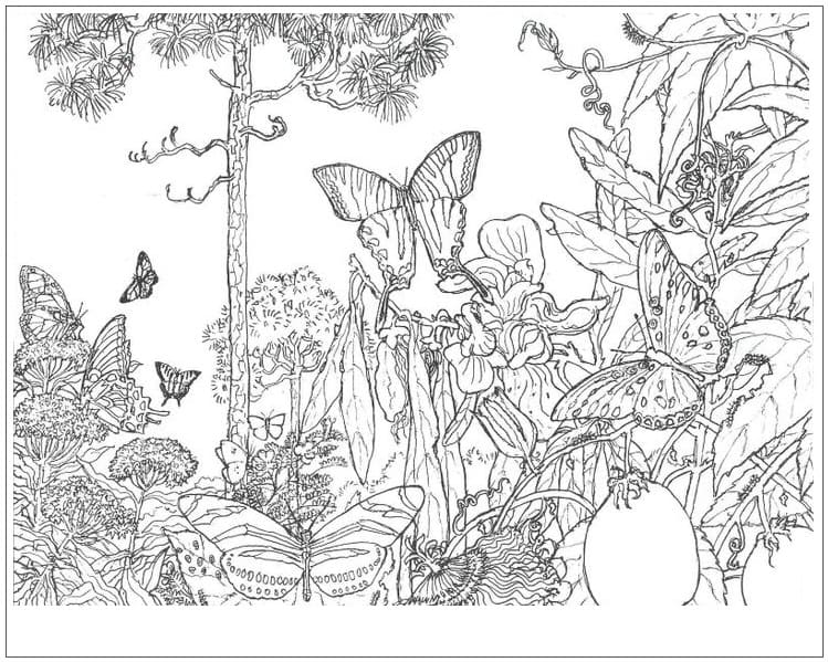 Dibujo gratuito Bosque #191235 de la coleccion Naturaleza y Estaciones para imprimir