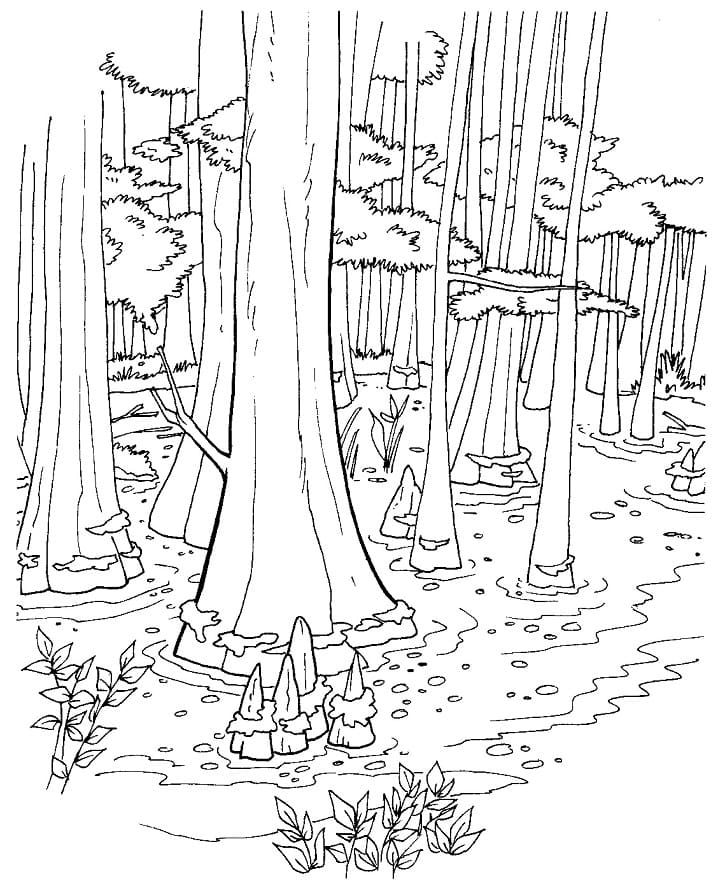 Dibujo gratuito Bosque #191251 de la coleccion Naturaleza y Estaciones para imprimir