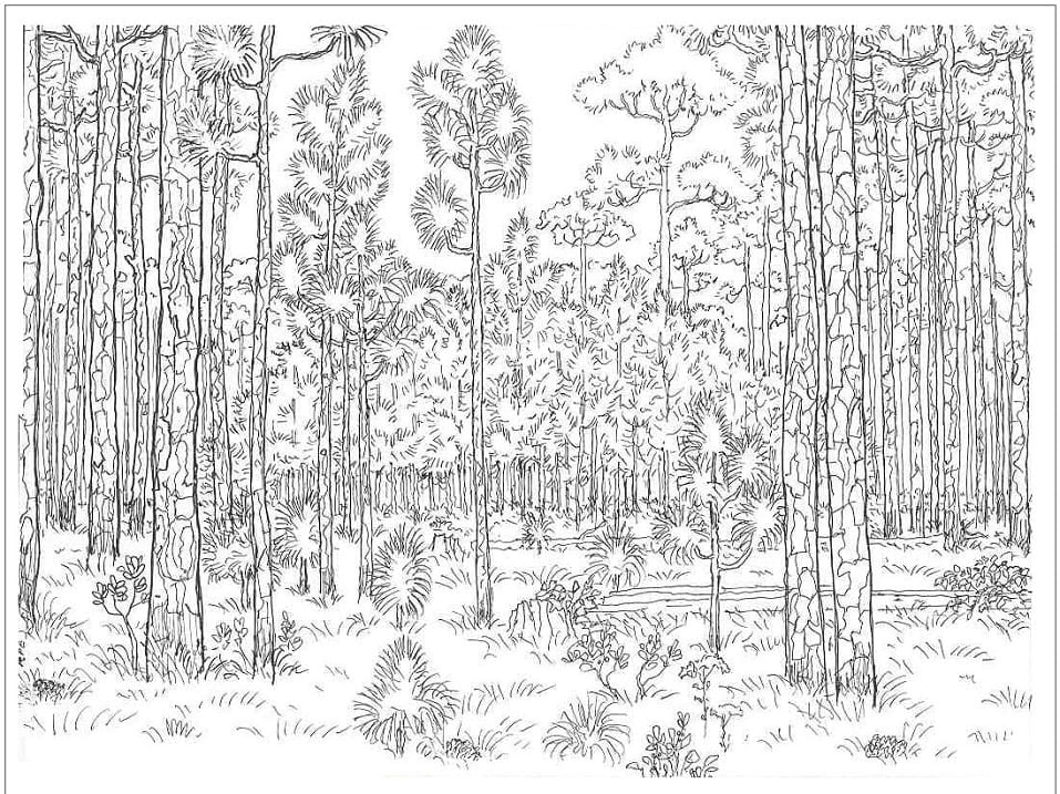 Dibujo gratuito Bosque #191263 de la coleccion Naturaleza y Estaciones para imprimir