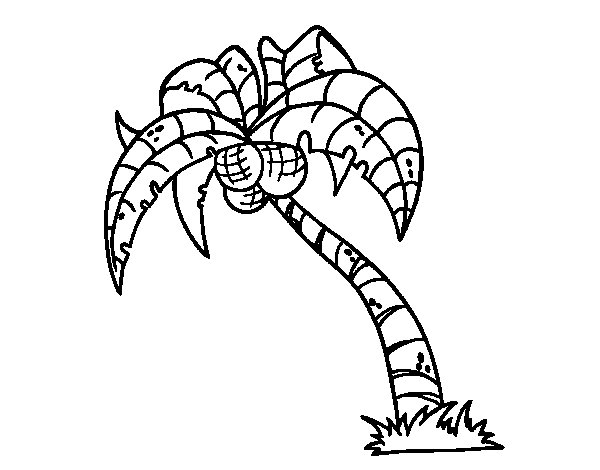 Dibujo para colorear: Cocotero (Naturaleza y Estaciones) #162375 - Dibujos para Colorear e Imprimir Gratis