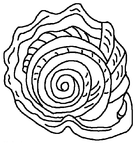 Dibujo gratuito Concha #163173 de la coleccion Naturaleza y Estaciones para imprimir