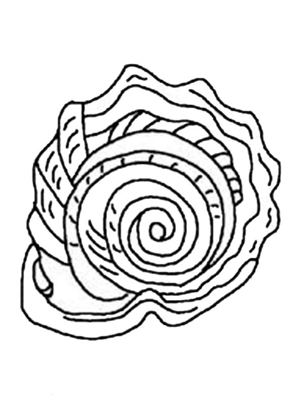 Dibujo gratuito Concha #163356 de la coleccion Naturaleza y Estaciones para imprimir