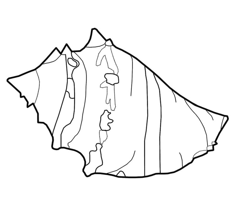 Dibujo gratuito Concha #185465 de la coleccion Naturaleza y Estaciones para imprimir