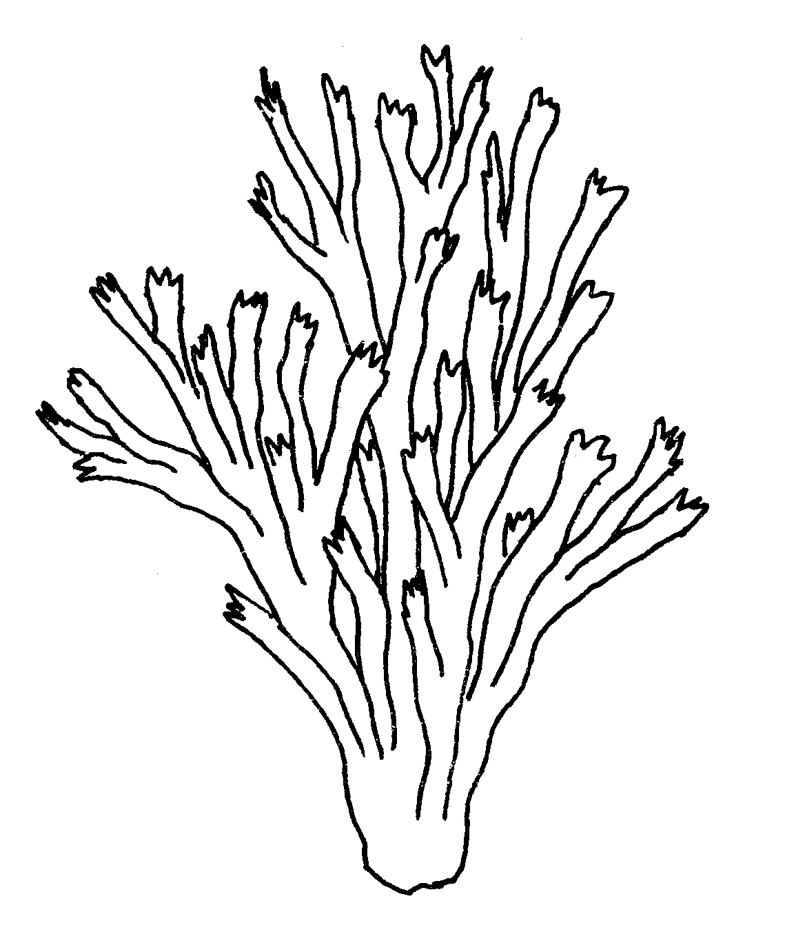Dibujo para colorear: Coral (Naturaleza y Estaciones) #162888 - Dibujos para Colorear e Imprimir Gratis