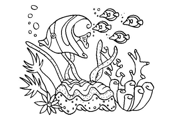 Dibujo para colorear: Coral (Naturaleza y Estaciones) #162895 - Dibujos para Colorear e Imprimir Gratis