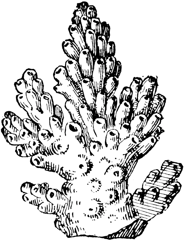 Dibujo gratuito Coral #162896 de la coleccion Naturaleza y Estaciones para imprimir