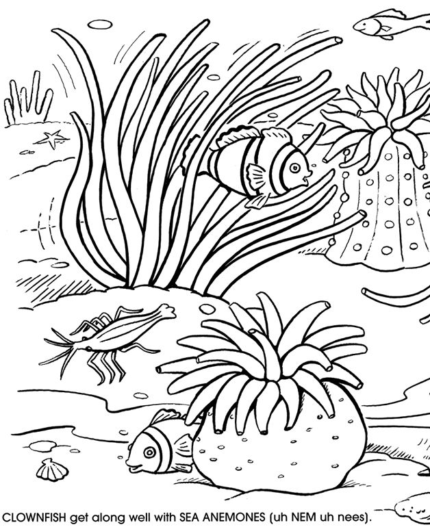 Dibujo para colorear: Coral (Naturaleza y Estaciones) #162920 - Dibujos para Colorear e Imprimir Gratis