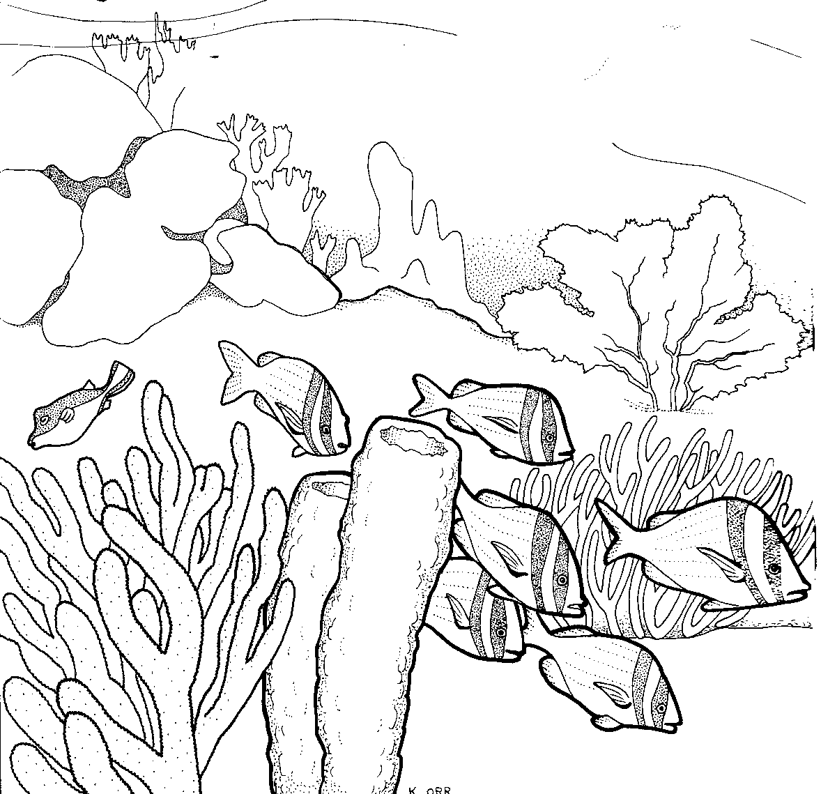 Dibujo gratuito Coral #162958 de la coleccion Naturaleza y Estaciones para imprimir