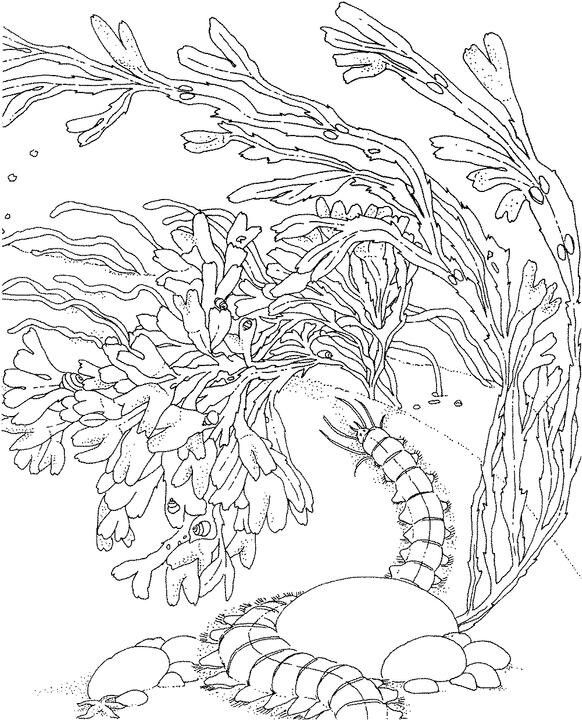 Dibujo gratuito Coral #162973 de la coleccion Naturaleza y Estaciones para imprimir