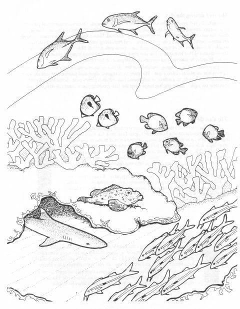 Dibujo gratuito Coral #162977 de la coleccion Naturaleza y Estaciones para imprimir