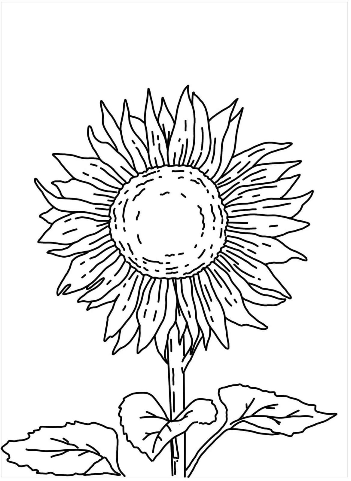 Dibujo gratuito Girasol #171058 de la coleccion Naturaleza y Estaciones para imprimir