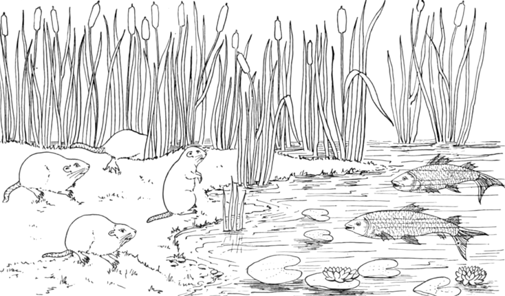Dibujo gratuito Lago #166123 de la coleccion Naturaleza y Estaciones para imprimir