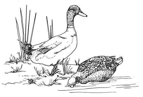 Dibujo gratuito Lago #166262 de la coleccion Naturaleza y Estaciones para imprimir