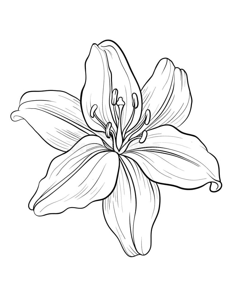 Dibujo gratuito Lirio #182395 de la coleccion Naturaleza y Estaciones para imprimir