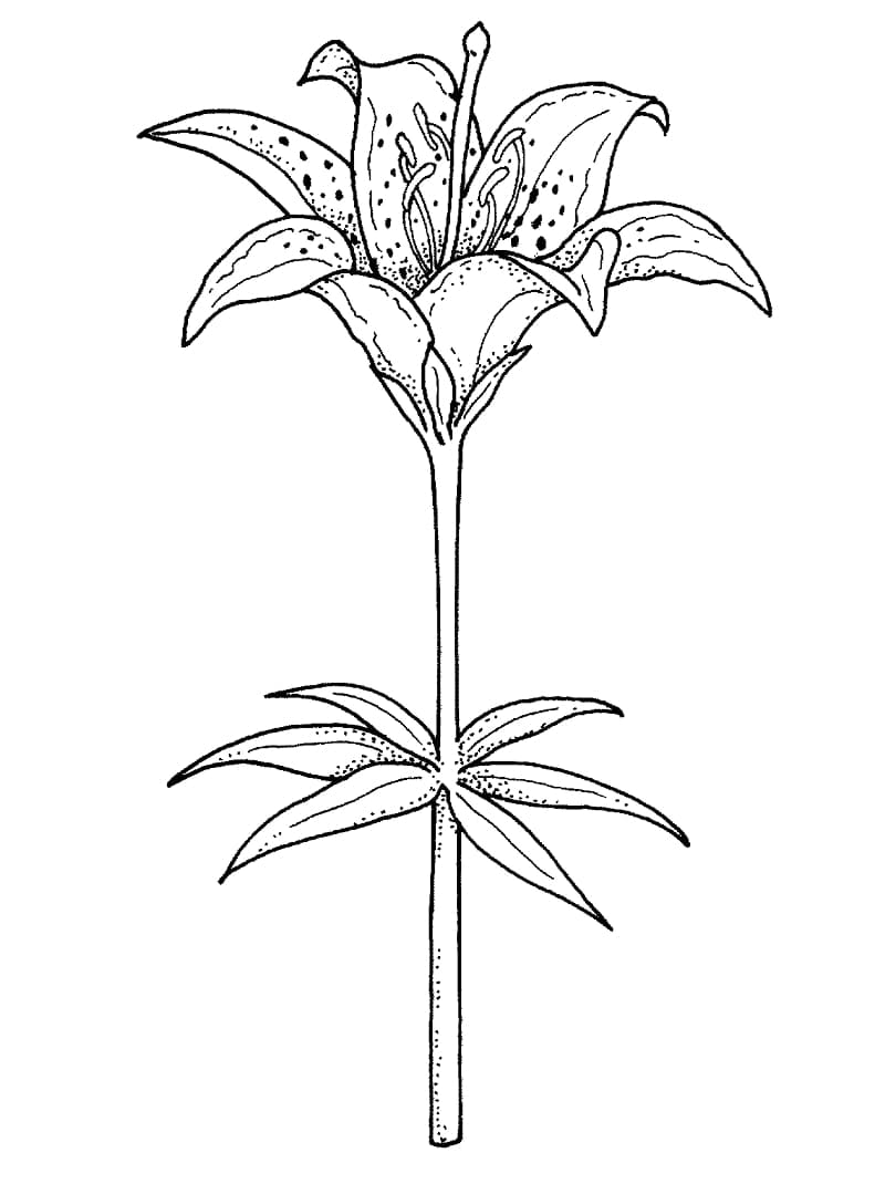 Dibujo gratuito Lirio #182396 de la coleccion Naturaleza y Estaciones para imprimir