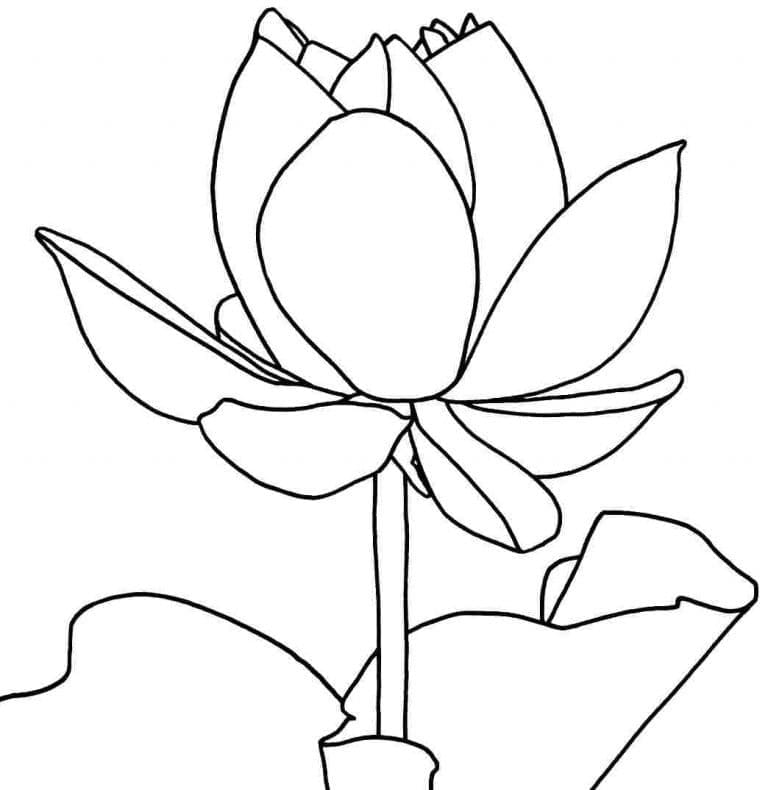 Dibujo gratuito Loto #182338 de la coleccion Naturaleza y Estaciones para imprimir