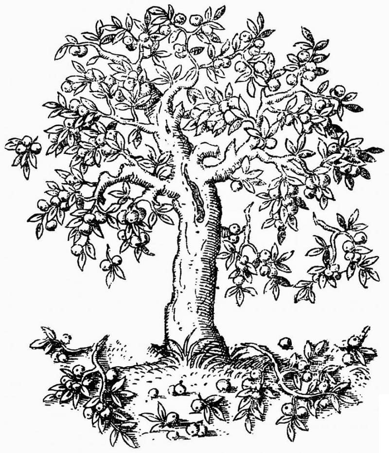 Dibujo gratuito Manzano #174071 de la coleccion Naturaleza y Estaciones para imprimir