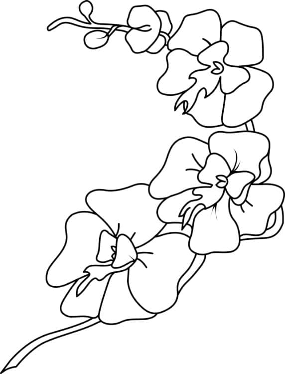 Dibujo gratuito Orquídea #176362 de la coleccion Naturaleza y Estaciones para imprimir
