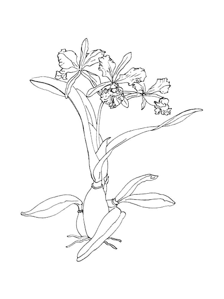 Dibujo para colorear: Orquídea (Naturaleza y Estaciones) #176363 - Dibujos para Colorear e Imprimir Gratis