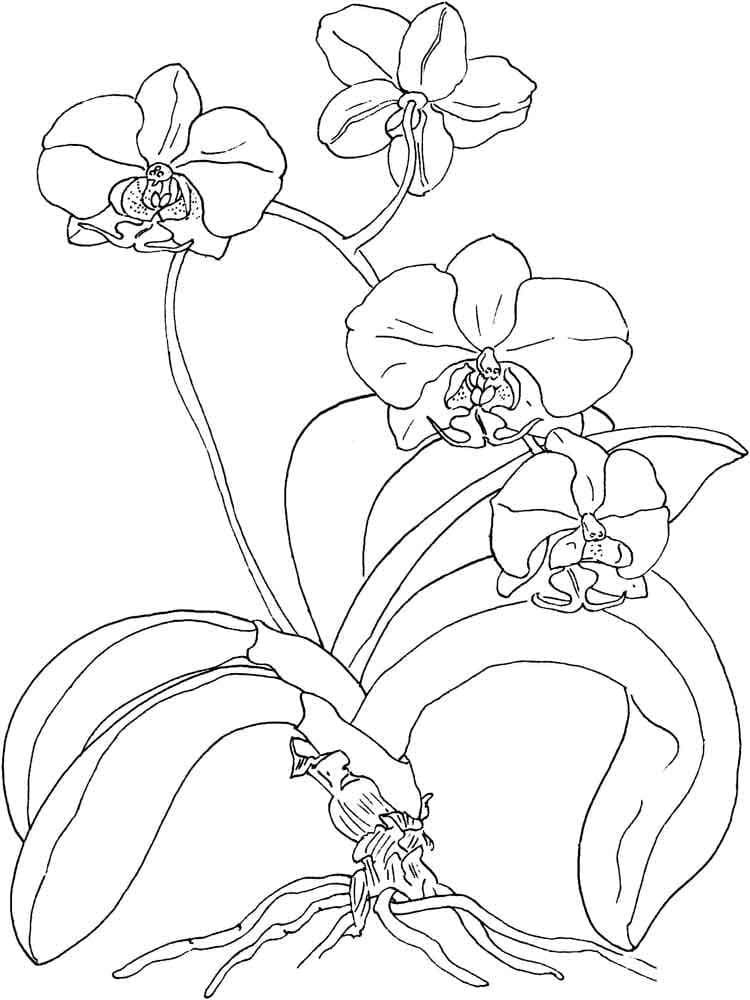 Dibujo para colorear: Orquídea (Naturaleza y Estaciones) #176378 - Dibujos para Colorear e Imprimir Gratis
