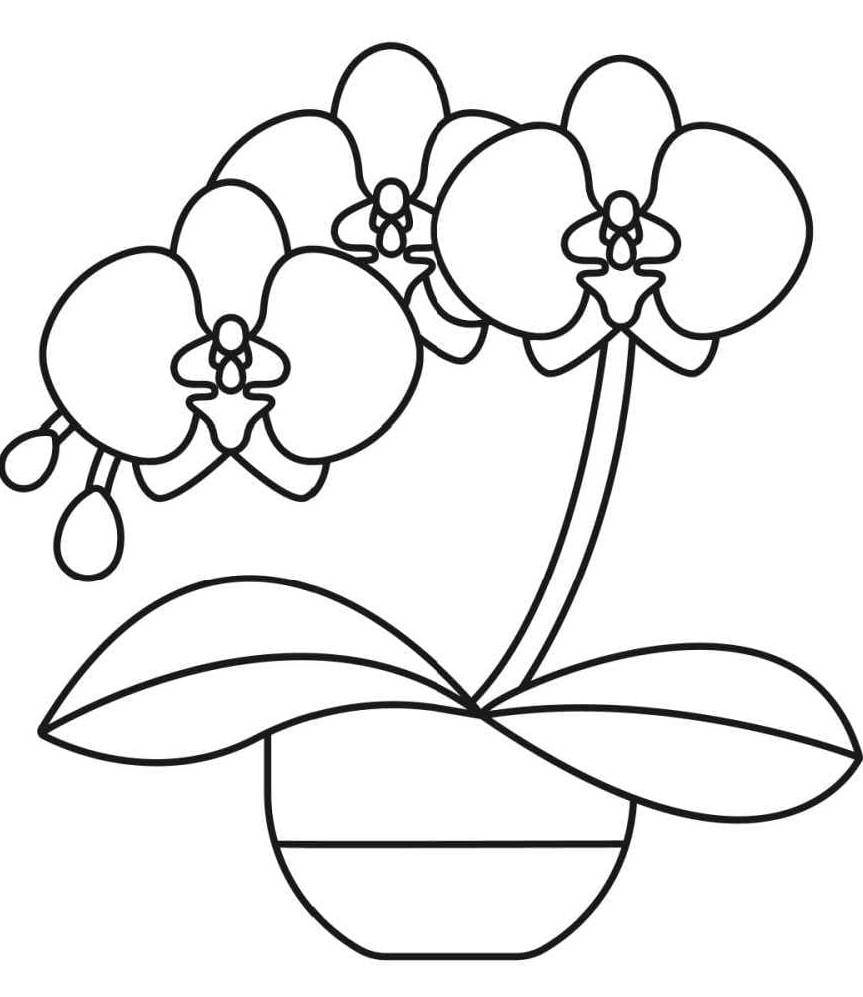 Dibujo gratuito Orquídea #176388 de la coleccion Naturaleza y Estaciones para imprimir