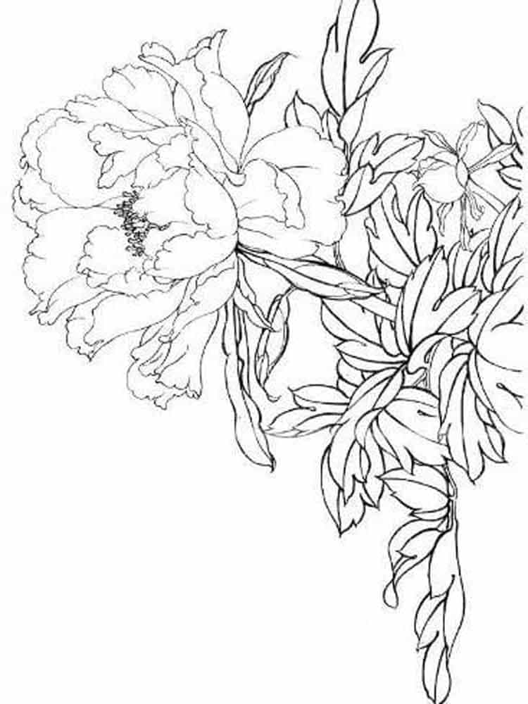Dibujo gratuito Peonía #176425 de la coleccion Naturaleza y Estaciones para imprimir