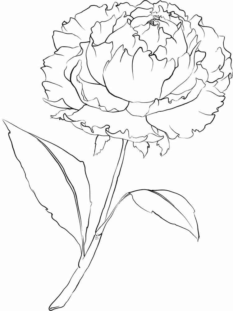 Dibujo gratuito Peonía #176426 de la coleccion Naturaleza y Estaciones para imprimir Dibujo gratuito Peonía #176426 de la coleccion Naturaleza y Estaciones para imprimir