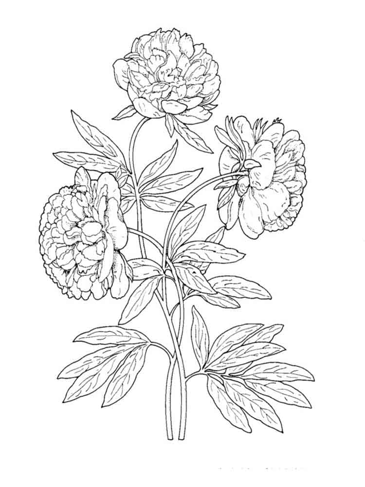 Dibujo gratuito Peonía #176430 de la coleccion Naturaleza y Estaciones para imprimir