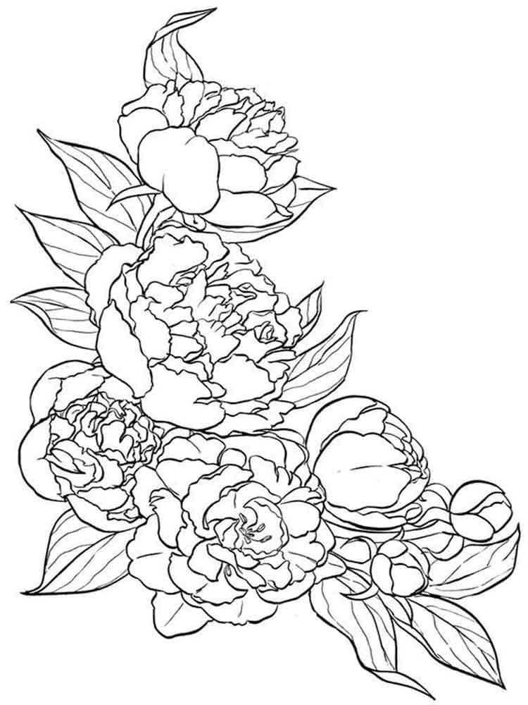 Dibujo gratuito Peonía #176432 de la coleccion Naturaleza y Estaciones para imprimir