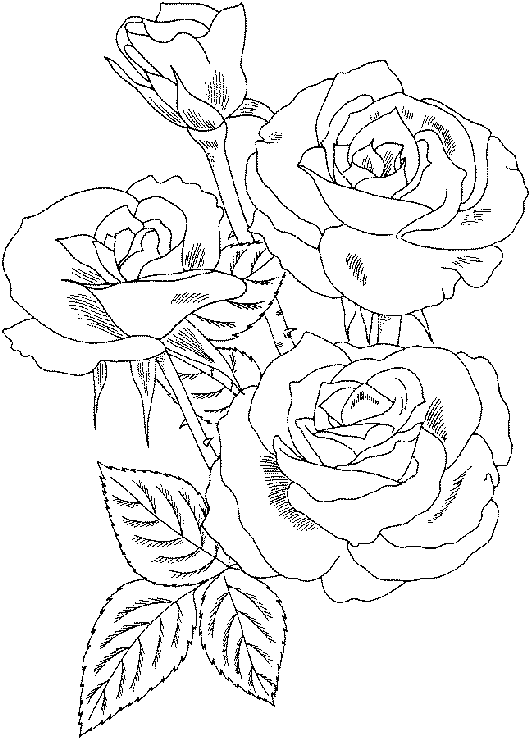 Dibujo gratuito Rosas #161910 de la coleccion Naturaleza y Estaciones para imprimir
