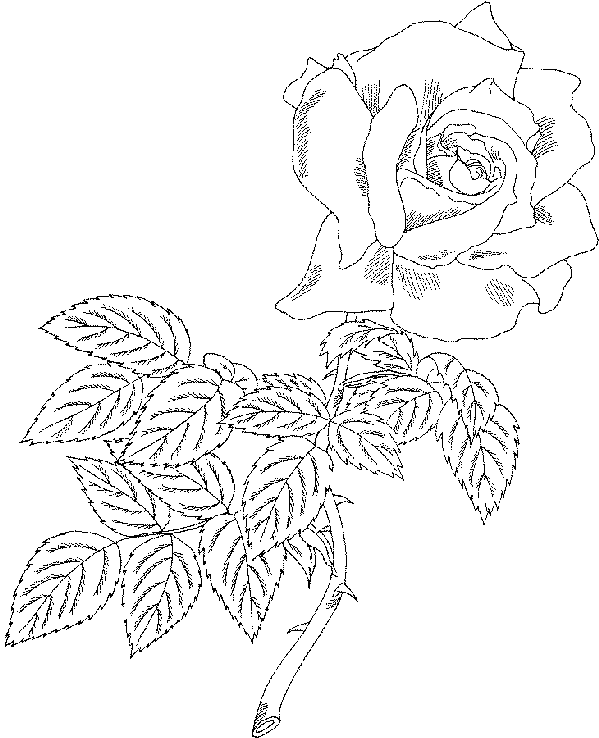 Dibujo gratuito Rosas #161939 de la coleccion Naturaleza y Estaciones para imprimir