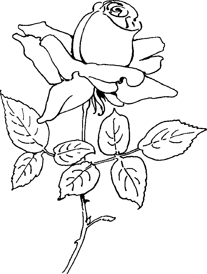 Dibujo gratuito Rosas #161981 de la coleccion Naturaleza y Estaciones para imprimir