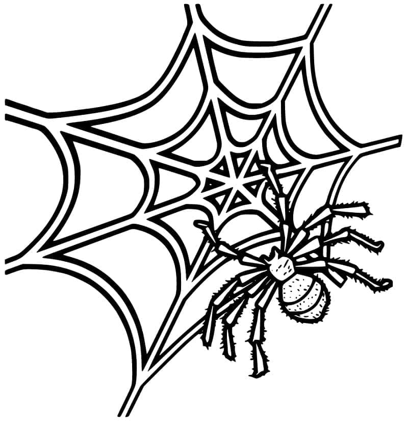 Dibujo gratuito Telaraña #204188 de la coleccion Naturaleza y Estaciones para imprimir