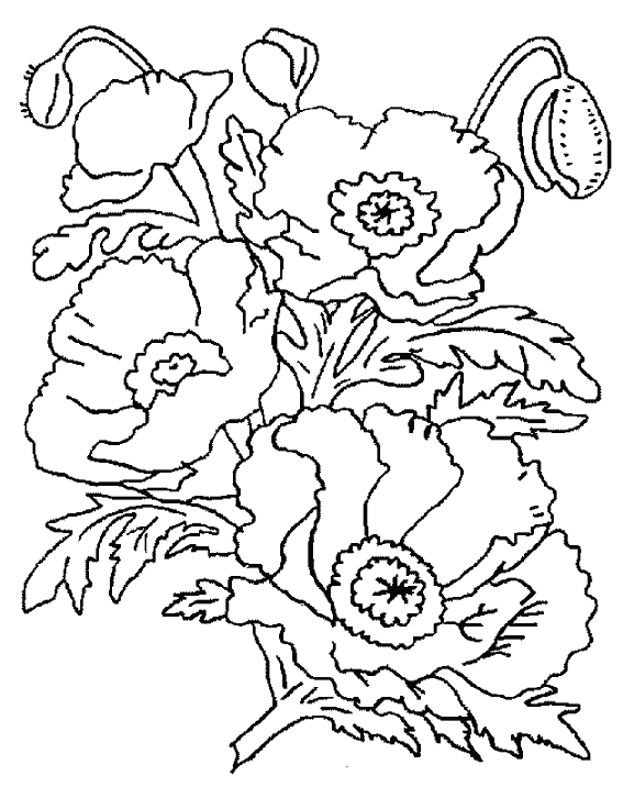 Dibujo para colorear: Amapola (Naturaleza) #162457 - Dibujos para Colorear e Imprimir Gratis