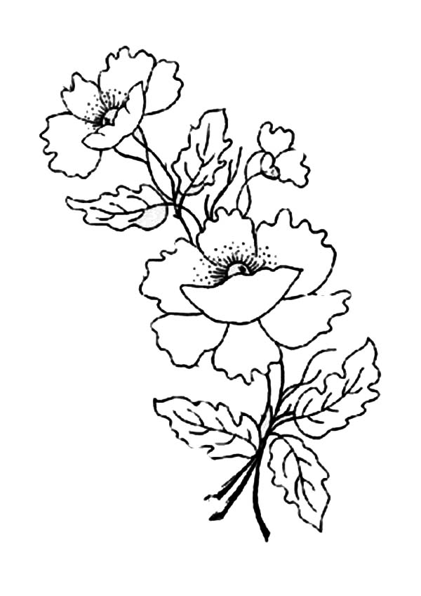 Dibujo para colorear: Amapola (Naturaleza) #162481 - Dibujos para Colorear e Imprimir Gratis