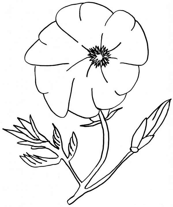 Dibujo para colorear: Amapola (Naturaleza) #162494 - Dibujos para Colorear e Imprimir Gratis