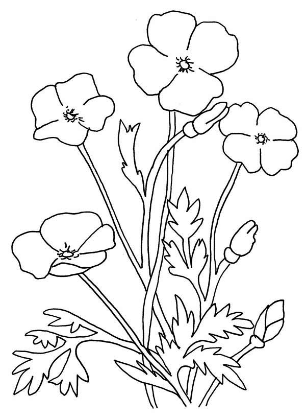Dibujo para colorear: Amapola (Naturaleza) #162512 - Dibujos para Colorear e Imprimir Gratis